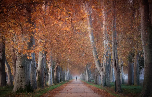 Autumn, trees, alley, passerby