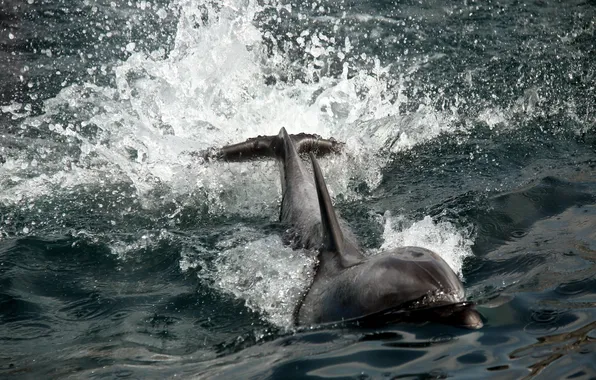 Picture nature, Dolphin, background