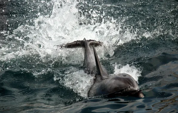 Nature, Dolphin, background