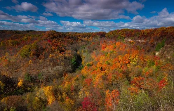 Picture autumn, forest, the sky, leaves, clouds, trees, landscape