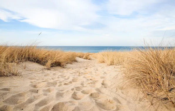 Picture sand, beach, grass