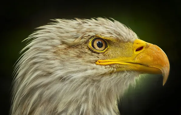 Bird, eagle, predator, head, beak, profile, tail