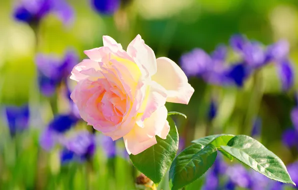 Leaves, background, pink, rose, blur, irises