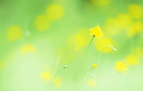 Picture macro, flowers, ease, plants, spring, yellow, blur