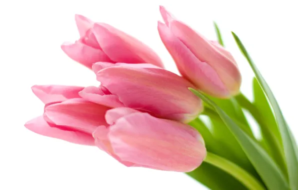 White, flowers, background, tulips, pink