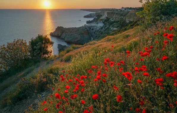 Sea, the sun, light, flowers, mountains, red, rocks, hills