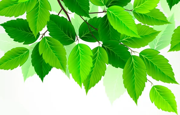 Leaves, green, birch