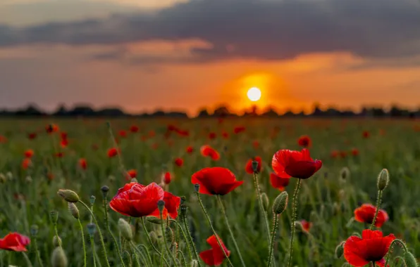 Picture sunset, flowers, nature, Maki, meadow, bokeh