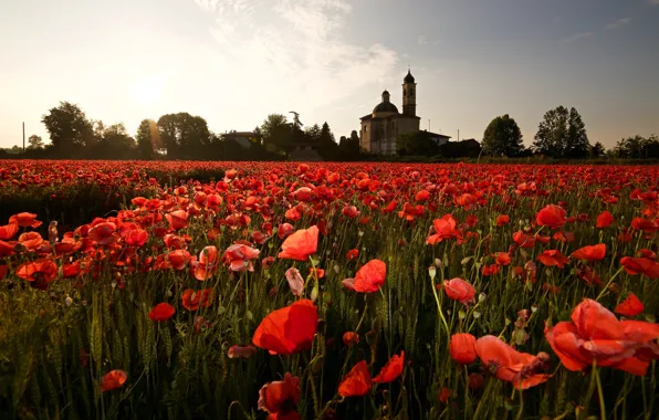 Summer, the sky, clouds, trees, flowers, nature, glade, Maki