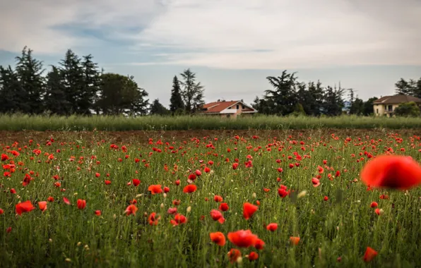 Field, flowers, nature, Maki, home, ate, village, house