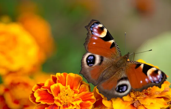 Macro, flowers, butterfly, orange, marigolds, Emperor moth