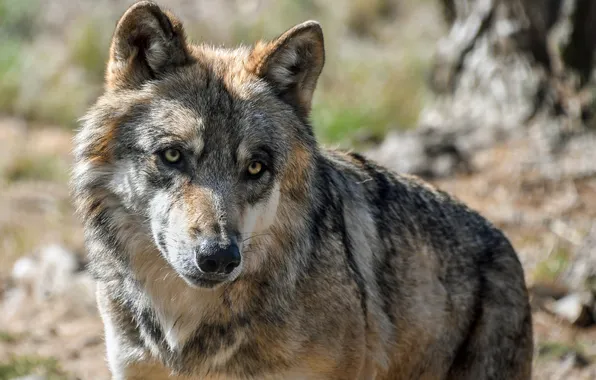 Nature, snow, predator, face, animal, wolf, wildlife, portrait
