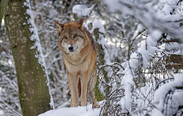 Nature, snow, predator, face, animal, wolf, wildlife, portrait