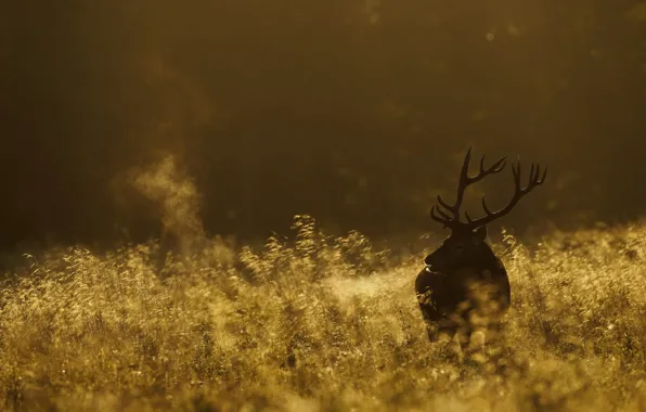 Picture field, nature, deer, morning