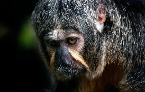 Monkey, eyes, primate, lost look