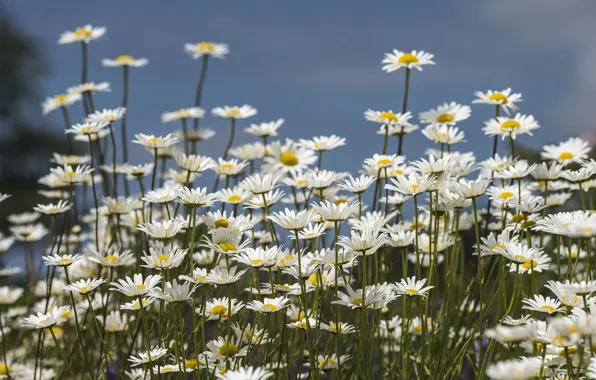 Flowers, chamomile, clearing, flowering