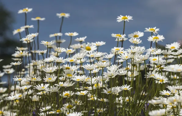 Picture flowers, Chamomile, clearing, flowering