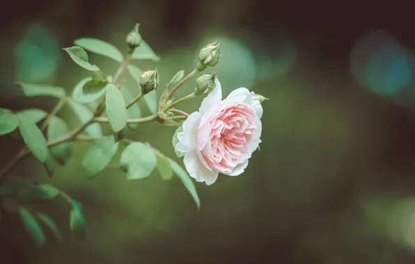 Branches, background, roses, buds
