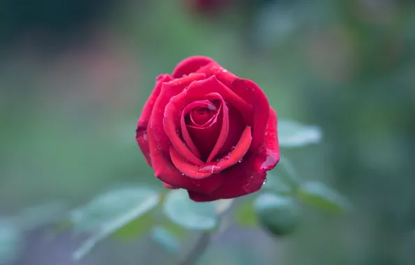 Flower, drops, pink, rose, Bud, one, bokeh, blurred background