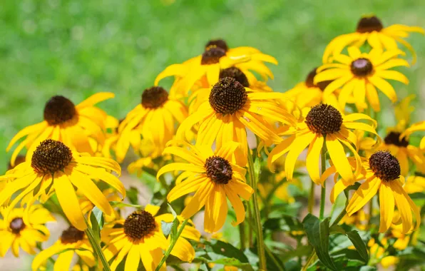 Flowers, yellow, garden, rudbeckia
