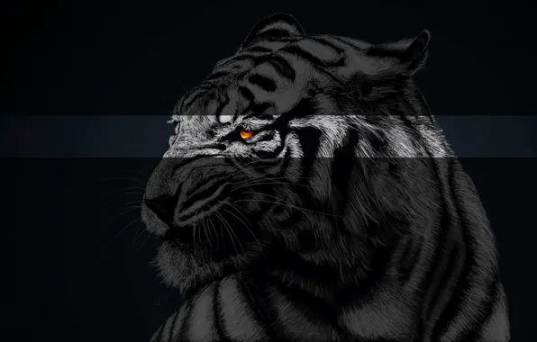 Treatment, Tiger, Animals, Fretuior