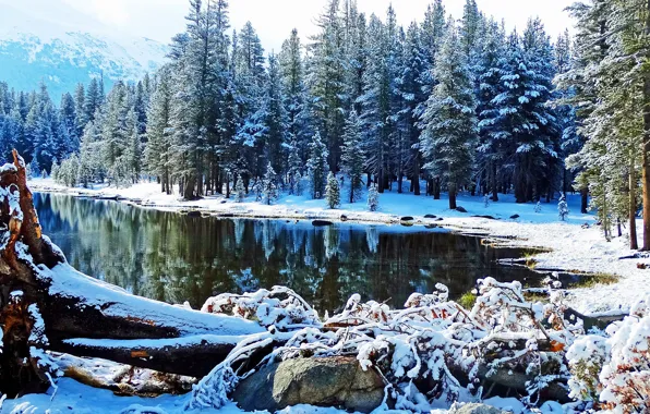 Forest, snow, lake, ate, CA, California, Yosemite National Park, Yosemite national Park