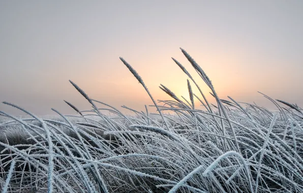 Picture cold, winter, frost, grass, nature