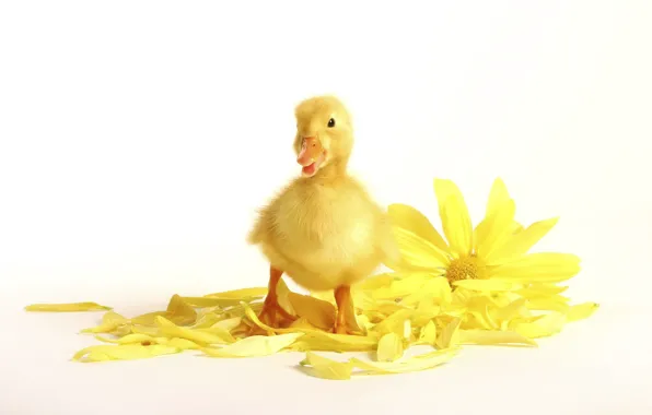 Picture flower, pussy, duck