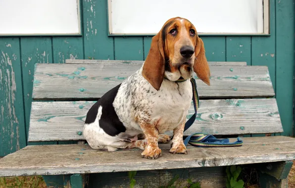 Picture dog, bench, Basset