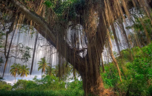 Palm trees, plants, Tree