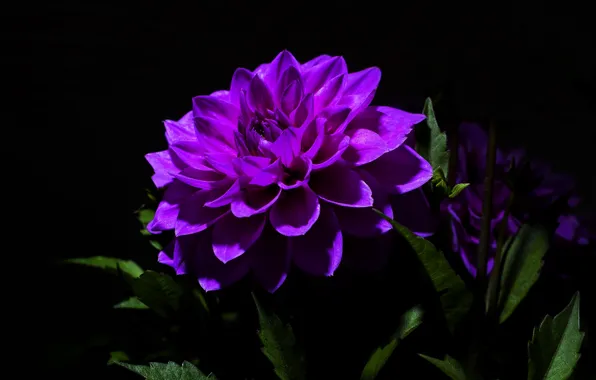 Purple, petals, Dahlia