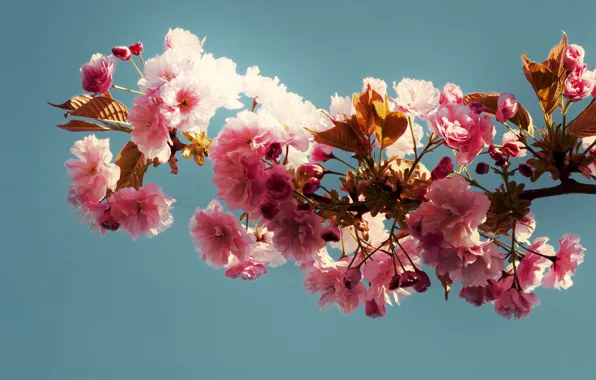 Leaves, background, branch, Blue, pink flowers