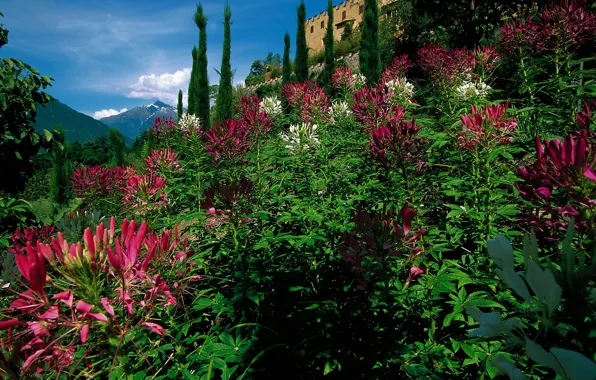Trees, flowers, mountains, castle, garden, Italy, the bushes, Merano