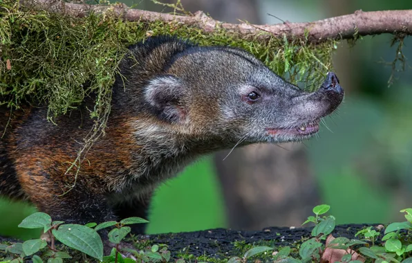 Wallpaper branches, portrait, look, nose, face, profile, moss, coati