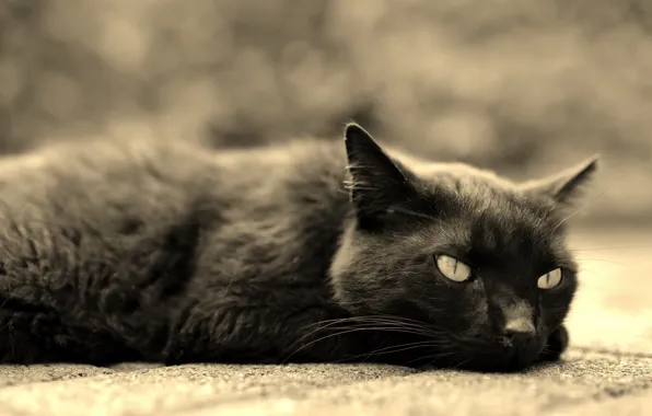 Picture cat, look, background