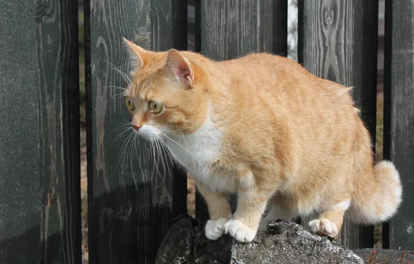 Look, Cat, red