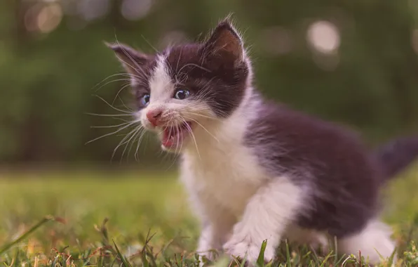 Baby, kitty, pisklya