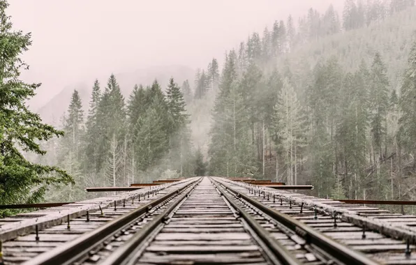 Forest, trees, mountains, fog, rails, railroad