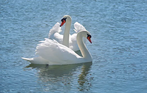 Picture water, snow, nature, nature, water, white Swan, tender, Snow Swan