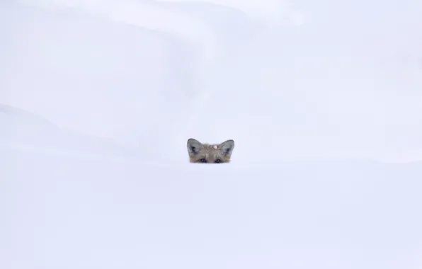 White, eyes, snow, Fox, looking