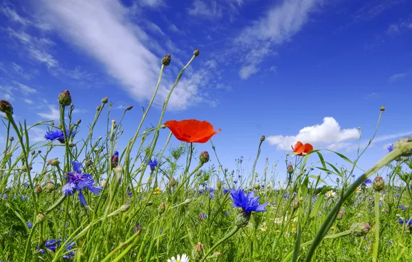 Picture the sky, flowers, Maki, meadow, cornflowers