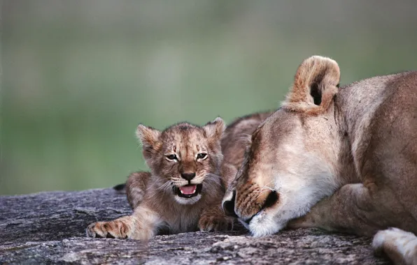 Lions, lioness, lion