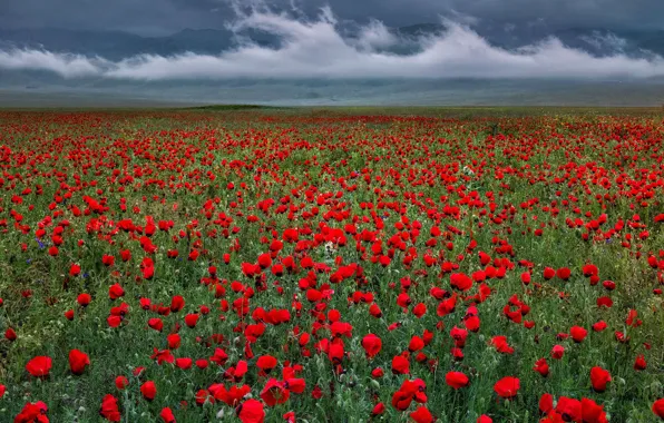 Flowers, Maki, meadow, red, poppy field