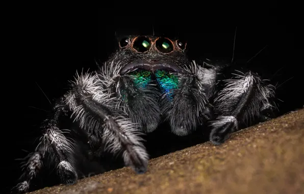 Sadness, look, macro, spider, black background, jumper, spider, gray