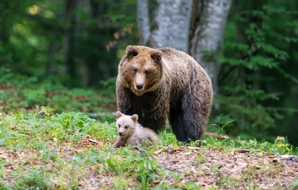 Forest, nature, pose, bear, bears, bear, bear, brown