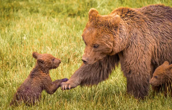 Field, grass, look, face, glade, paws, bears, bear