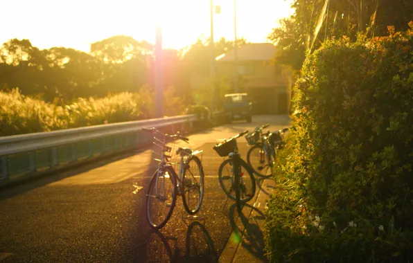 Picture road, machine, leaves, the sun, trees, bike, the city, background, tree, widescreen, Wallpaper, street, mood, …