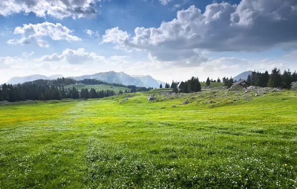 Picture forest, the sky, grass, clouds, trees, landscape, flowers, mountains