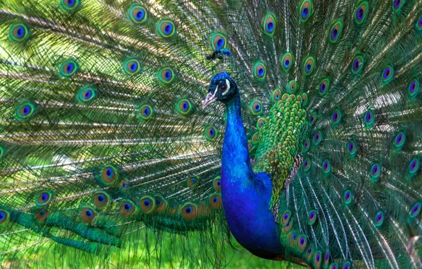 Bird, portrait, feathers, tail, peacock