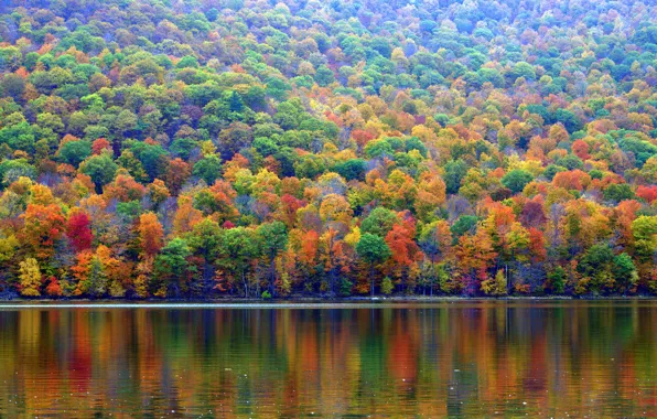 Autumn, forest, trees, lake, slope